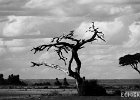 Weatherd  An acacia tree stripped bare by the weather and hungry elephants. : BW