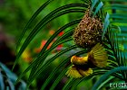 Yello Weaver  A Yellow Weaver building a nest. : Tanzania, Zanzibar